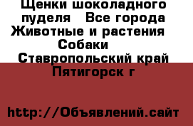 Щенки шоколадного пуделя - Все города Животные и растения » Собаки   . Ставропольский край,Пятигорск г.